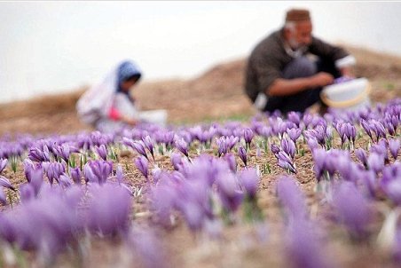 چهارمحال و بختیاری| زعفران چهارمحال و بختیاری در راه برندسازی