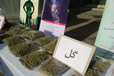 مخدر«گل»جوانان را به خاك نشانده است