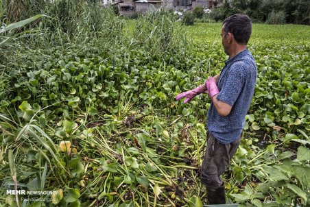 گیلان| تالاب عینک  بزرگترین تالاب شهری کشور