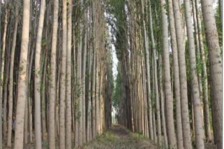 صنوبرها پیشمرگ جنگل می‌شوند