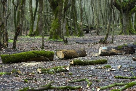 فارس| تخریب جنگل‌ها، هرروز بیشتر از دیروز