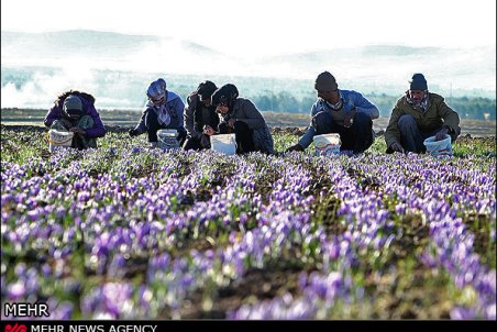 یزد| طلای سرخ، نسخه شفابخش کشاورزی یزد