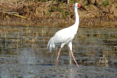بازگشت «امید» به تالاب‌های ایران