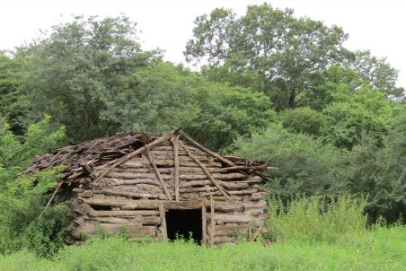 گلستان| جنگل‌های هیرکانی چشم‌به‌راه ثبت جهانی