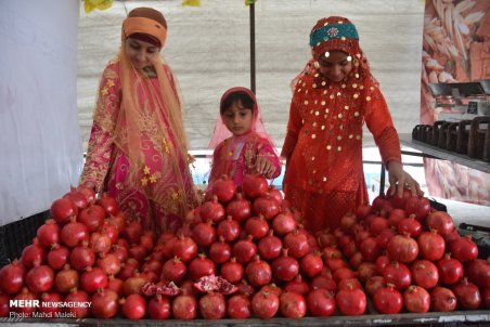 اصفهان| برداشت انار از مزارع شهرضا