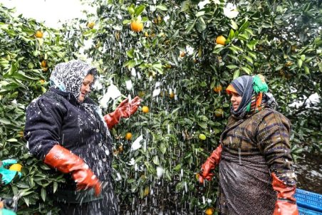 مازندران| جبران خسارت کشاورزان مازندرانی در پیچ وعده‌ها