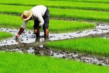 خاک نمک‌خوارِ مازندران!