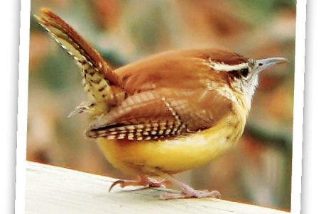 تهران از آواز ‌پرندگان خالی می‌شود