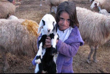 کرمانشاه| کوچ عشایر