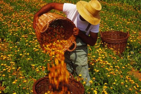 چهارمحال و بختیاری| بازار داغ گیاهان دارویی