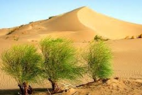 زنجان| بیابانی شدن 38 درصد از مساحت استان را تهدید می‌کند