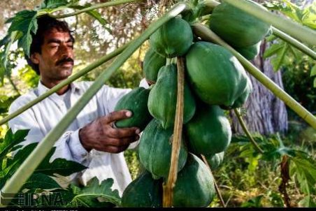 معیشت 70 تا 80 درصد مردم استان به کشاورزی وابسته است