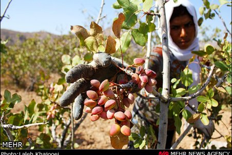 کرمان| روی گریان پسته