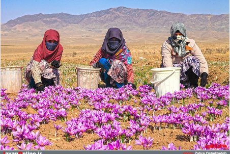 خراسان رضوی| سود کشت زعفران در جیب دلالان