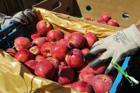 آذربایجان غربی| سیب‌هایی که روی دست کشاورزان می‌ماند