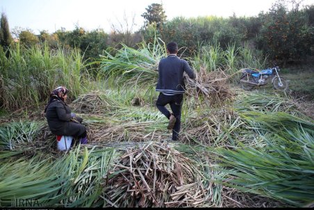 مازندران| برداشت نیشکر در قائم شهر
