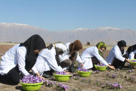 کرمانشاه| موفقیت زنان کرمانشاهی در عرصه‌های شغلی