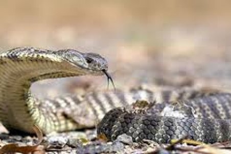 تهران| عصیان مارها