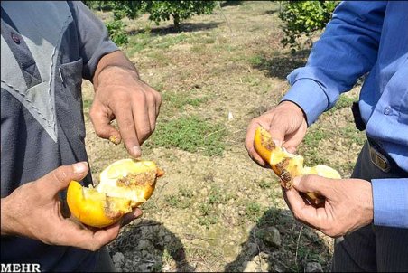 کرمان| فرود مرگبار مگس مدیترانه‌ای در کرمان