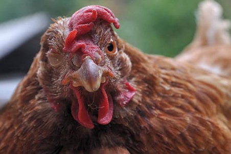 امسال آنفلوانزای پرندگان دیده نشده است