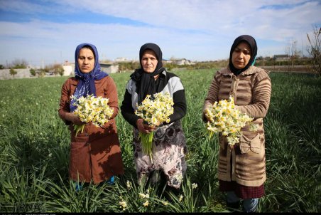 مازندران| برداشت گل‌ نرگس از نرگسزارهای مازندران