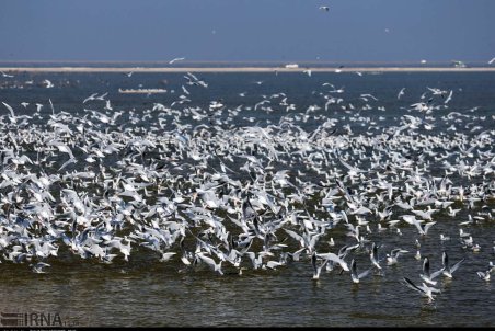 خوزستان| هورالعظیم میزبان پرندگان مهاجر