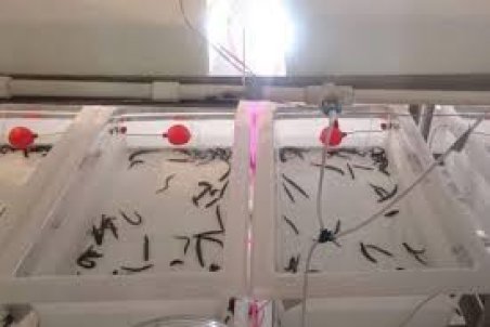 مرکزی| پرورش زالو پشت سد دریافت مجوز