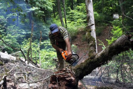 آذربایجان شرقی| تبر سودجویان بر پیکره جنگل‌های ارسباران
