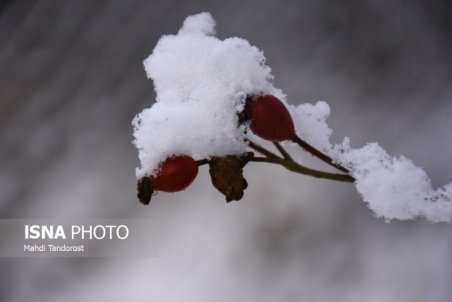 آذربایجان غربی| ماکو جامه سفید بر تن کرد