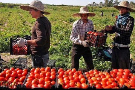 بوشهر| گوجه روی دست کشاورزان ماند