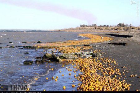 مازندران| دریا مقصد پرتقال‌های مازندران