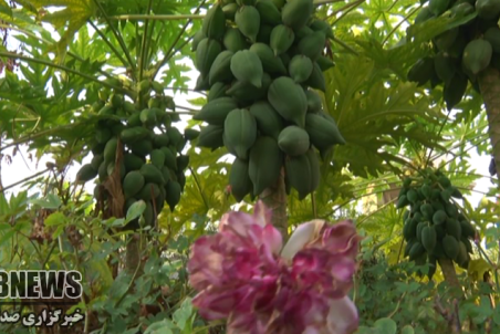 بوشهر| به ثمر نشستن درخت پاپایا در جم