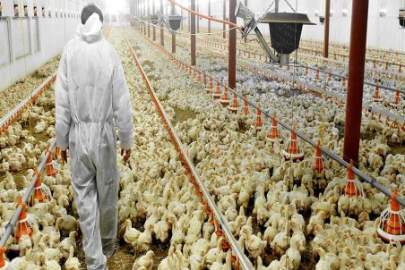 سمنان| دردسر کمبود نهاده‌های دامی