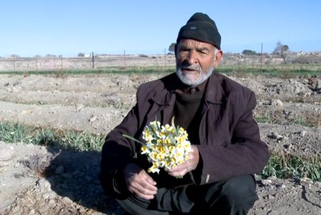 خراسان جنوبی| عطر خوش نگرس در مزارع خراسان جنوبی