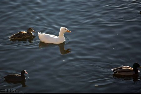 کردستان| دریاچه زریبار میزبان پرندگان مهاجر