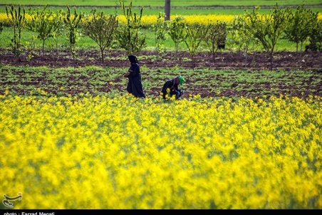 سیستان و بلوچستان| کلزا مرهم زخم کشاورزی
