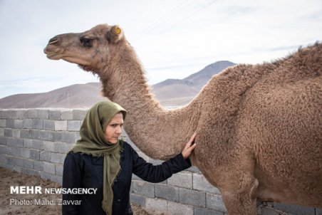 خراسان جنوبی| خود اشتغالی با پرورش شتر