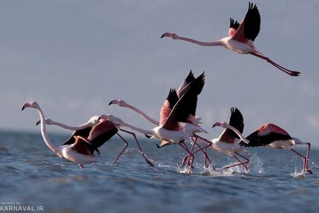 مازندران| غلبه خشکی بر میانکاله