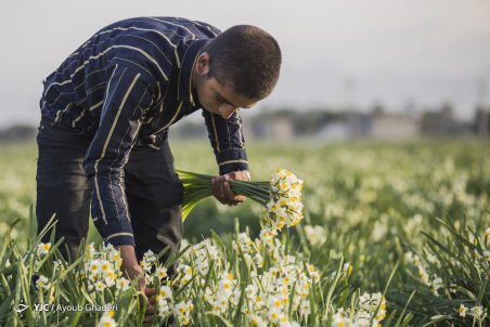 فارس| نرگس‌زارهای فارس