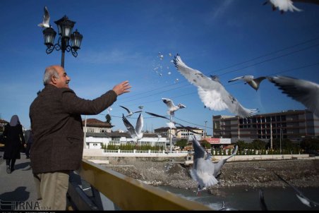مازندران| کاکایی ها در تنکابن