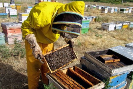 مرکزی| تلخی کام زنبورداران