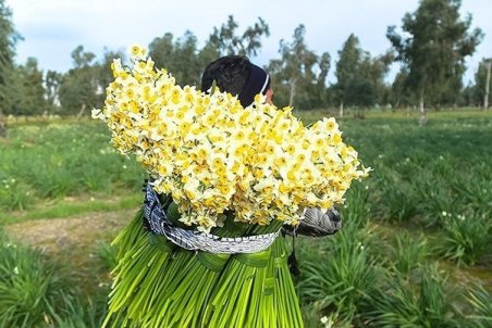 فارس| فارس، اولین تولیدکننده گل نرگس ایران