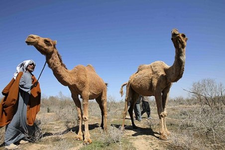 خوزستان| بی‌مهره به پرورش شتر