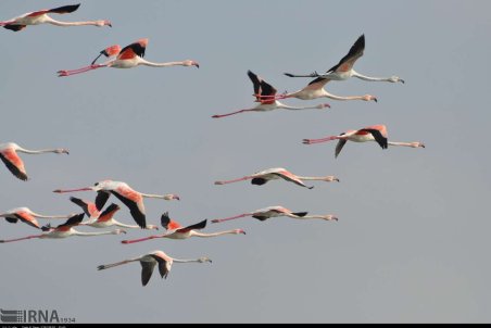 گلستان| مهاجرت پرندگان زمستان گذران به خلیج گرگان