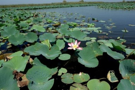 مازندران| رامسر مهد تالاب‌ها