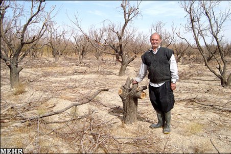 یزد| تهدید کشاورزی ابرکوه با خشکسالی