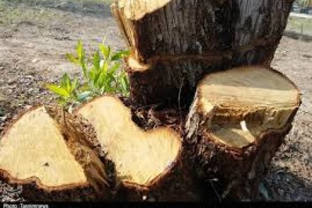 آذربایجان شرقی| پرونده قطع درختان جنگلی ورزقان همچنان در ابهام