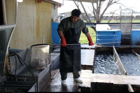 قزوین| پرورش ماهی سردابی