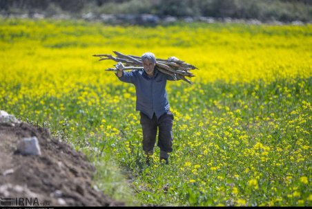 مازندران| زیبایی مزارع کلزا