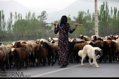 لرستان| دردسر کوچ زودهنگام